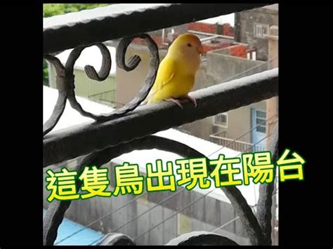 陽台飛來一隻鳥|【有鳥飛來陽台】歡迎鳥兒築巢！解讀有鳥飛來陽台的吉祥寓意